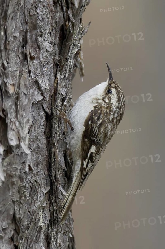 Brown Creeper (Certhia americana), Michigan, USA