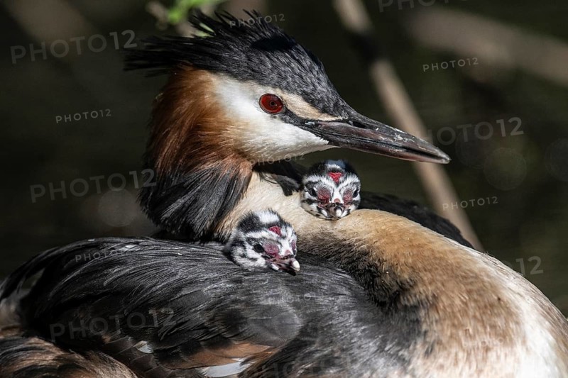 Great Crested Grebe (Podiceps Scalloped ribbonfish) with juveniles, Emsland, Lower Saxony, Germany