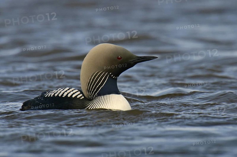 Pacific Loon (Gavia pacifica), Alaska, USA