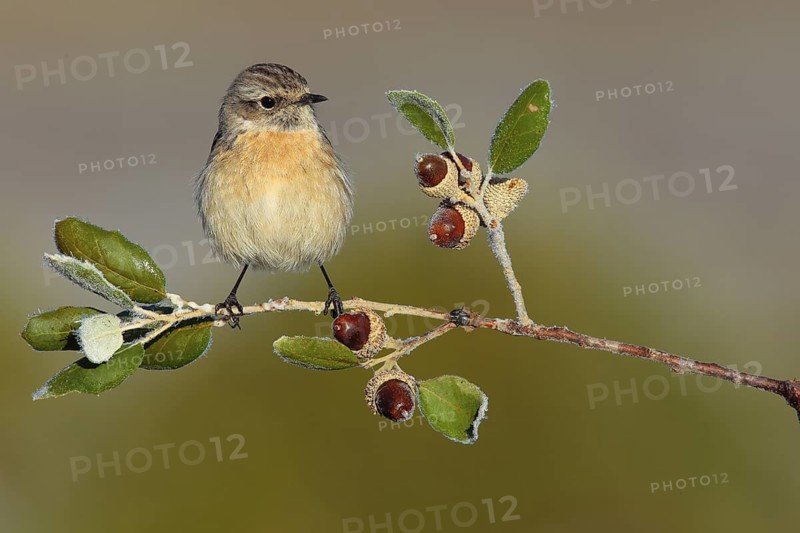 European Stonechat (Saxicola rubicola) female perched on a twig, Andalusia, Spain