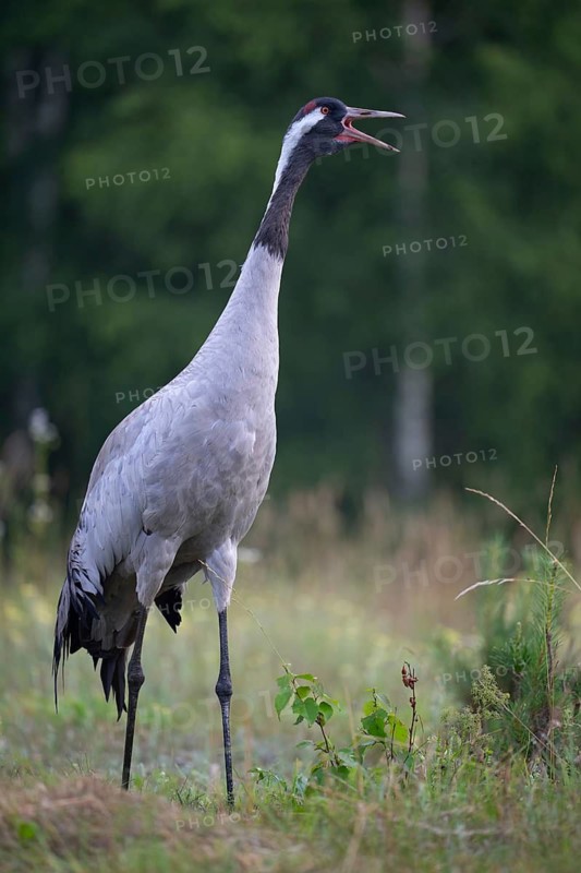 European crane (Grus grus), crane calling in a forest clearing, Podlaskie Voivodeship, Poland
