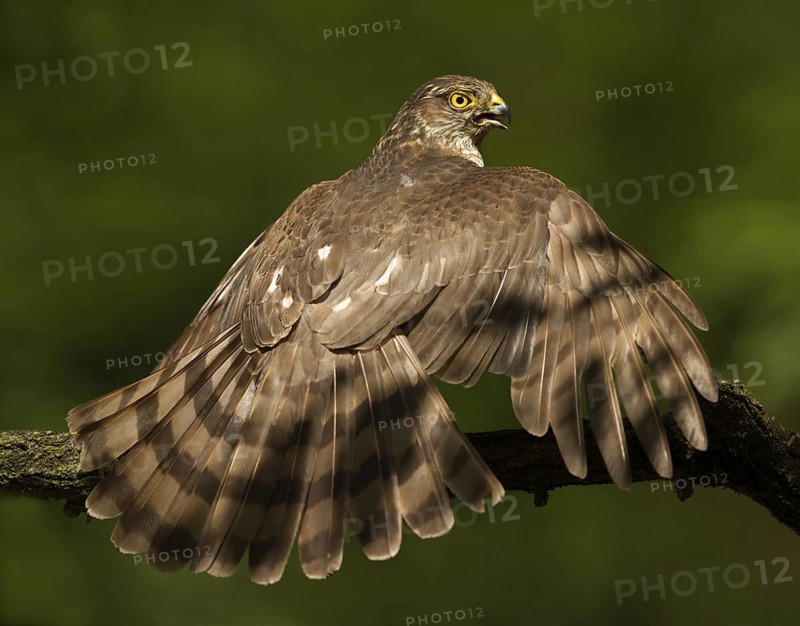 Eurasian Sparrowhawk (Accipiter nisus), Utrecht, Netherlands