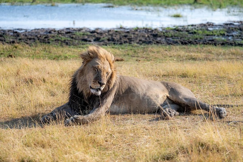 Lion (Panthera leo), adult male sleeping, lying in dry grass, Khwai, Okavango Delta, Moremi Game Reserve, Botswana