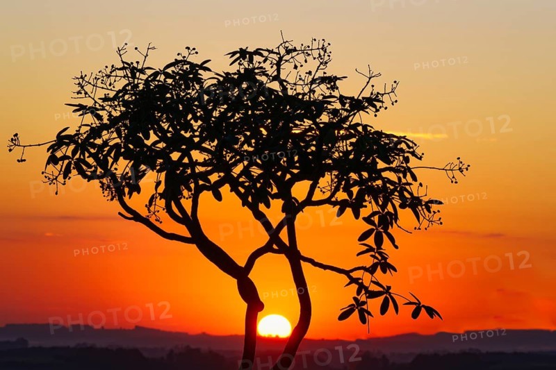 Sun rising behind a tree, Serra da Canastra Mountains, Minas Gerais state, Brazil