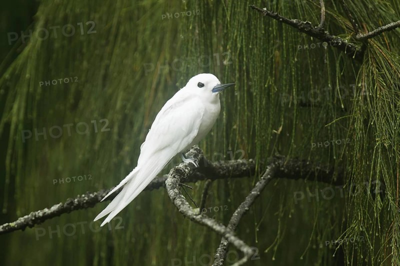 White Tern (Gygis alba), Hawaii, USA