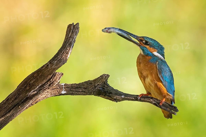 Common Kingfisher (Alcedo atthis) male perched on a branch with fish in its beak, Saxony-Anhalt, Germany