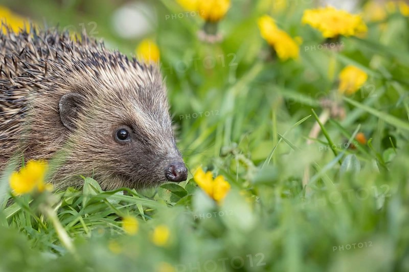 European hedgehog (Erinaceus europaeus) adult animal on a garden grass lawn with dandelion flowers in the spring, England, United Kingdom