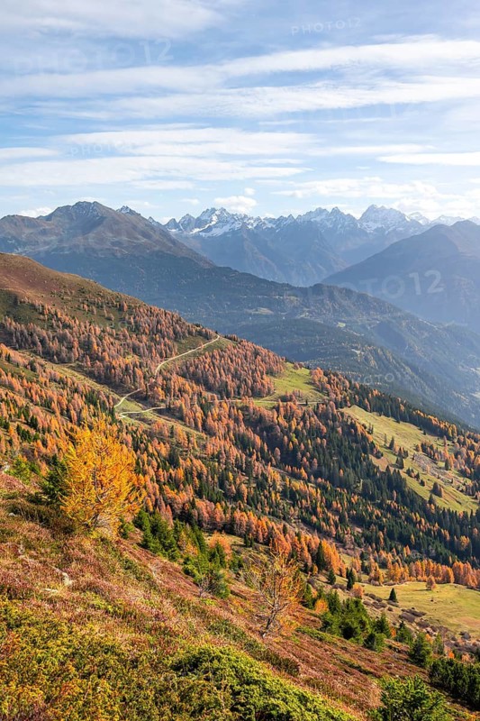 View of the mountain panorama and the Upper Inn Valley in the morning light, Krahberg on the Venet in autumn with yellow larches, Ötztal Alps, Tyrol, Austria