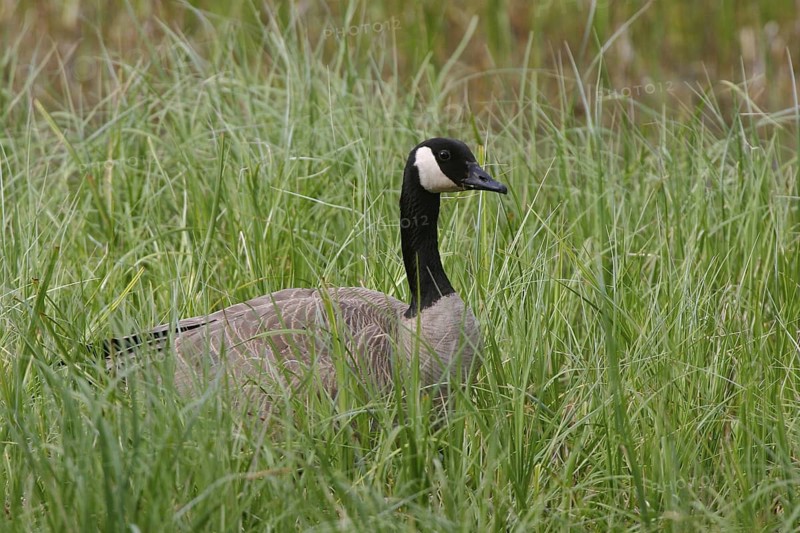Canada Goose (Branta canadensis), Alberta, Canada