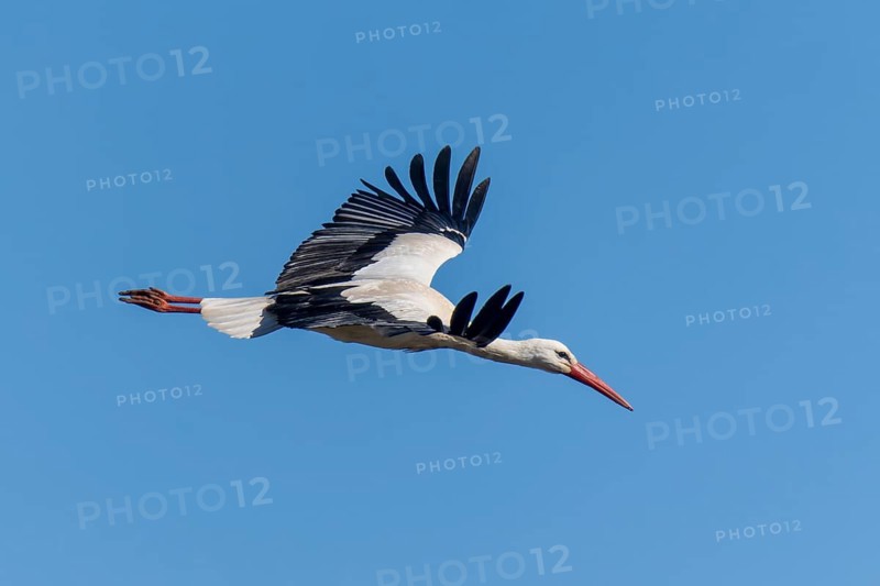 Stork in flight under a clear blue sky, white stork (Ciconia ciconia), wildlife, Germany