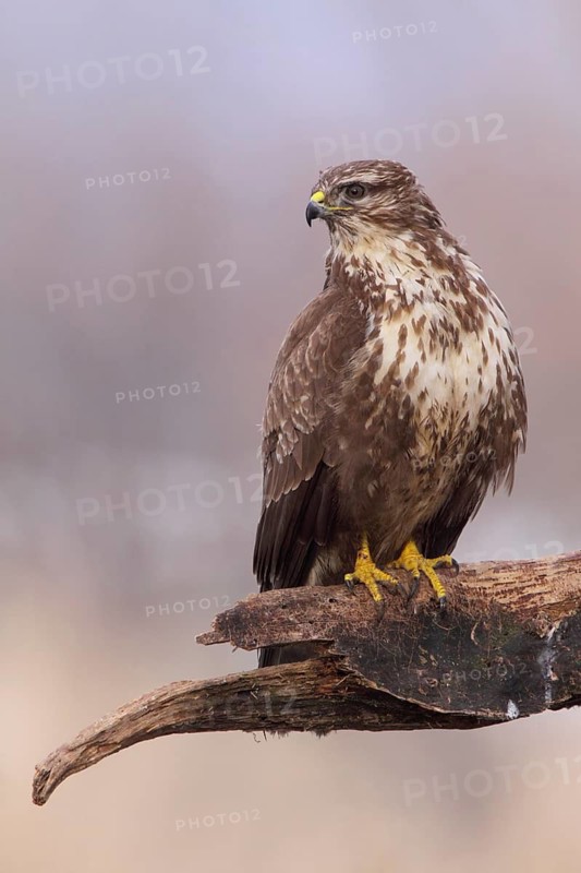 Common Buzzard (Buteo buteo), Lower Saxony, Germany