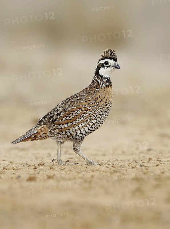 Northern Bobwhite (Colinus virginianus) male, Texas, USA