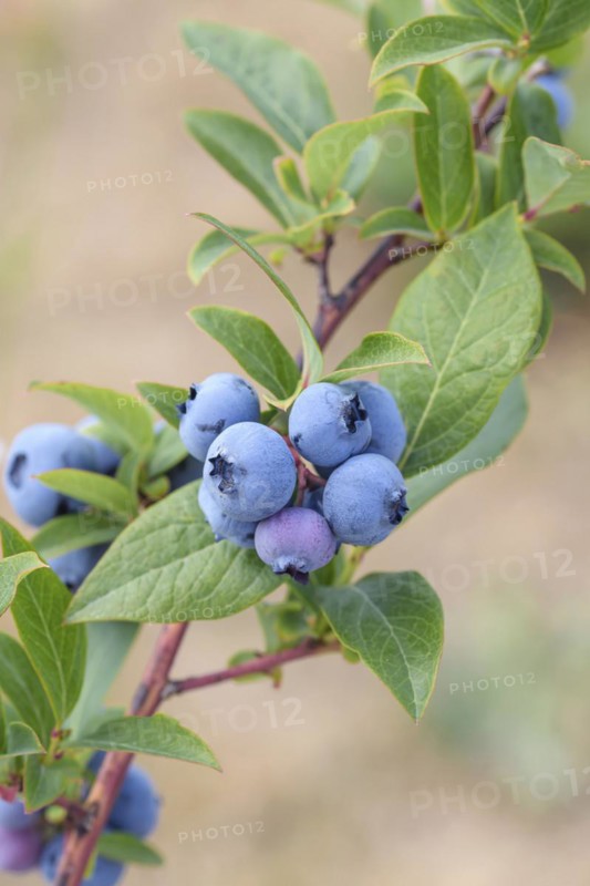 Blueberry (Vaccinium corymbosum 'Blueray'), Bundessorteamt, Marquardt testing centre, Marquardt, Brandenburg, Germany