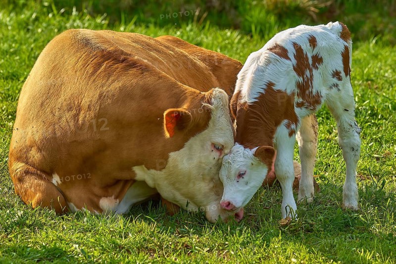 Simmental cattle, cow (Bos taurus), and calf on a green meadow, showing a tender relationship, Bavaria, Germany