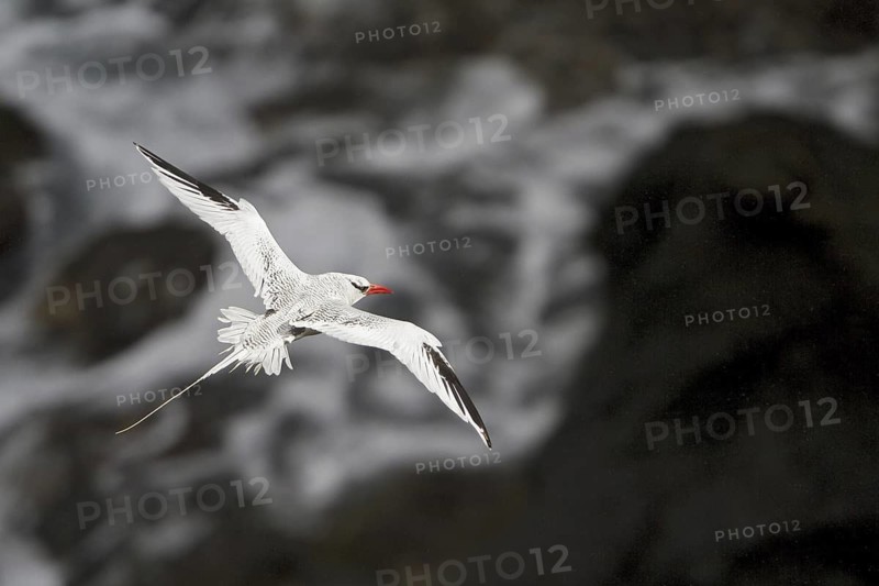 Red-billed Tropicbird (Phaethon aethereus) flying, Trinidad and Tobago