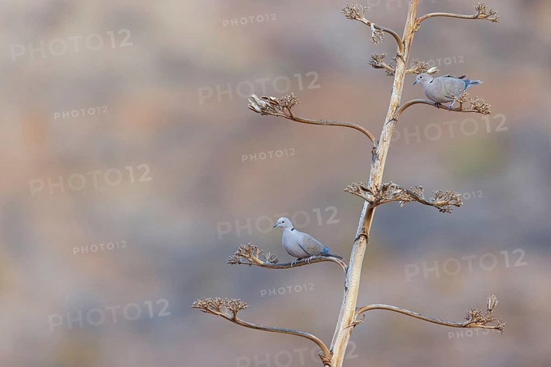Eurasian collared dove, (Streptopelia decaocto), animals, birds, pigeon family, biotope, habitat, perch, foraging, Fuerteventura, Tiszaalpár - Kiskunsági nation, Bács-Kiskun, Hungary
