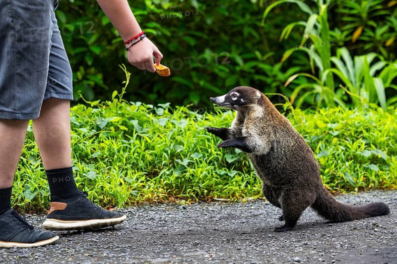 Coati being fed (Nasua narica), Mammals (Mammalia), Alajuela, Costa Rica