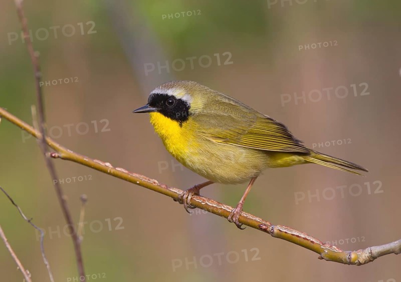 Common Yellowthroat (Geothlypis trichas) male, Ohio, USA