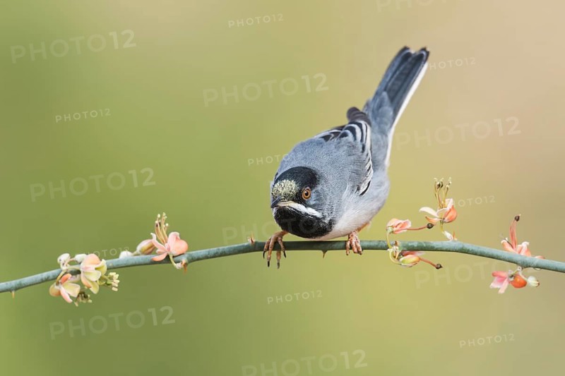 Rüppell's Warbler (Sylvia ruppeli) male, Eilat, Israel