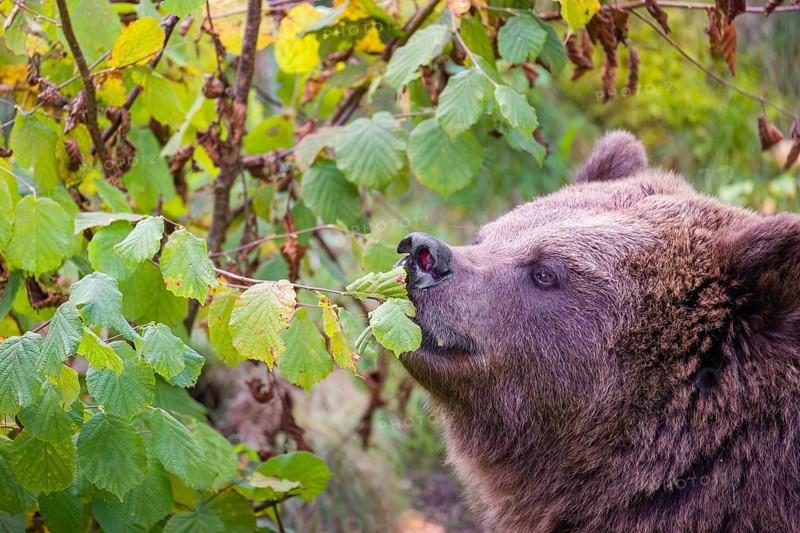An adult female brown bear (Ursus arctos arctos) eating leaves from a birch tree