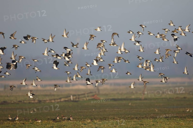 Golden Plover & Northern Lapwing (Pluvalis apricaria & Vanellus vanellus) flock flying, Netherlands