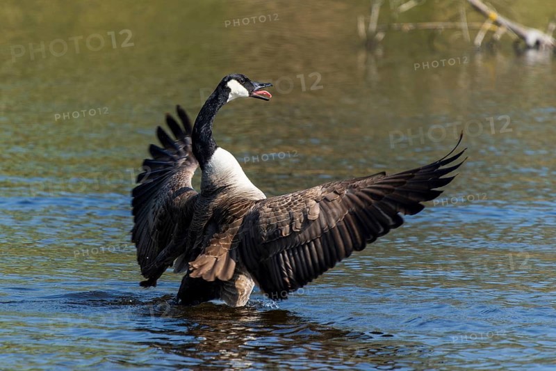 A goose majestically spreads its wings on the water, Canada goose, (Ardea cinerea), wildlife, Germany