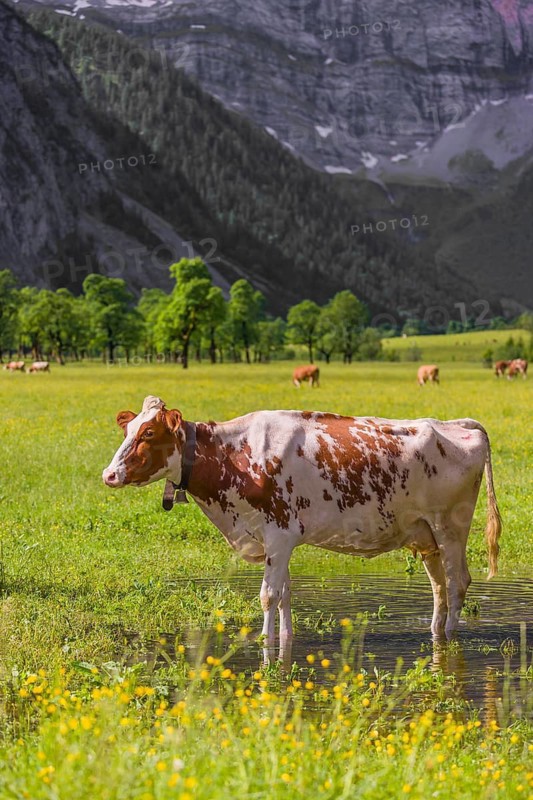 Holstein Friesian cattle stand on a green meadow next to a puddle. A reflection of the cows and the mountains can be seen in the puddle. Eng Valley, Austria