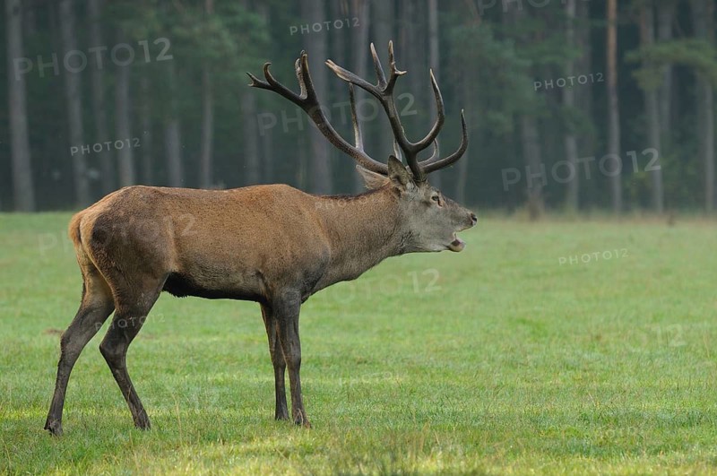 Stag with antlers emitting calling sounds, standing on a green meadow, red deer (Cervus elaphus), Bavaria