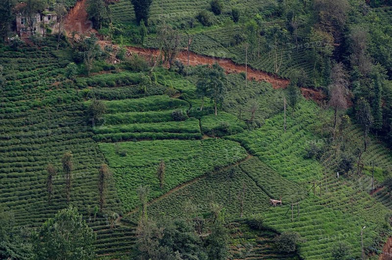 Rize, Turkey, September 5th 2014 Turkish tea plantation in the Black Sea Mountains near Rize in north east Turkey