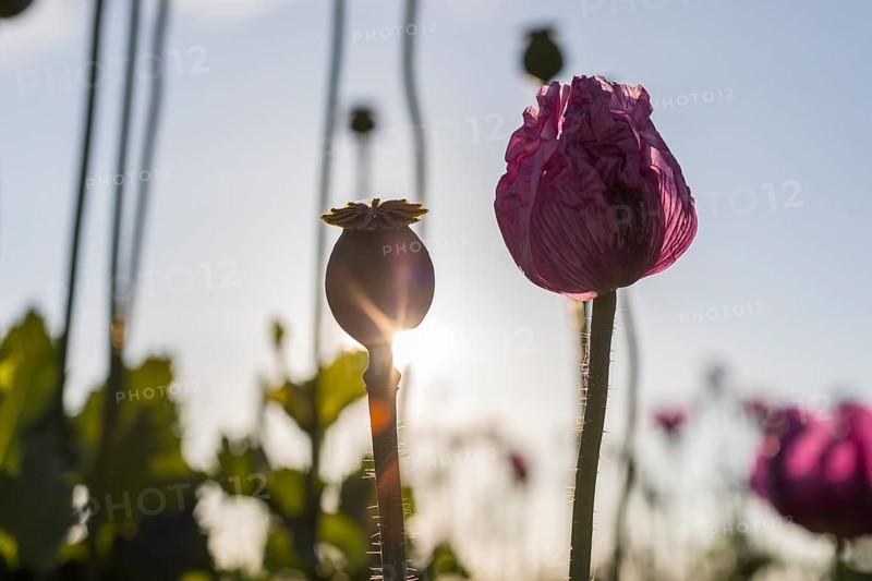 Poppy capsule and opening flower of the blue poppy (Papaver somniferum) in the morning backlight in a field near Callenberg, Saxony, Germany