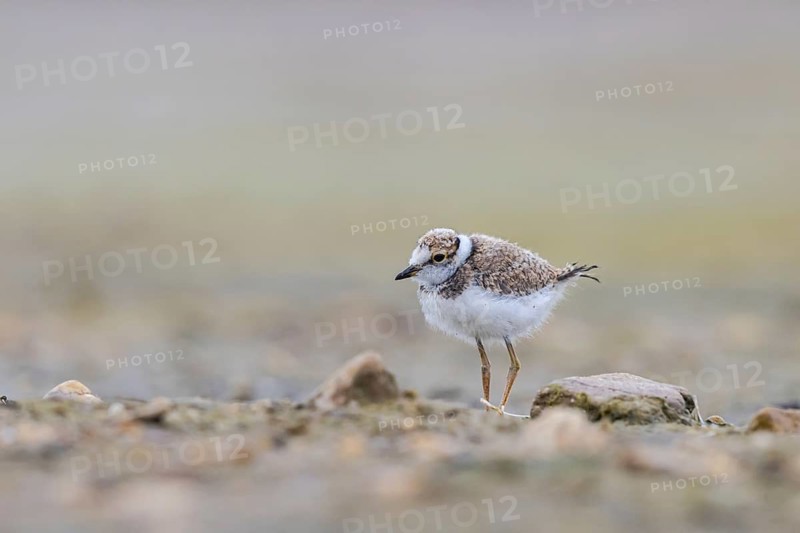 Little Ringed Plover (Charadrius dubius) juvenile, North Rhine-Westphalia, Germany