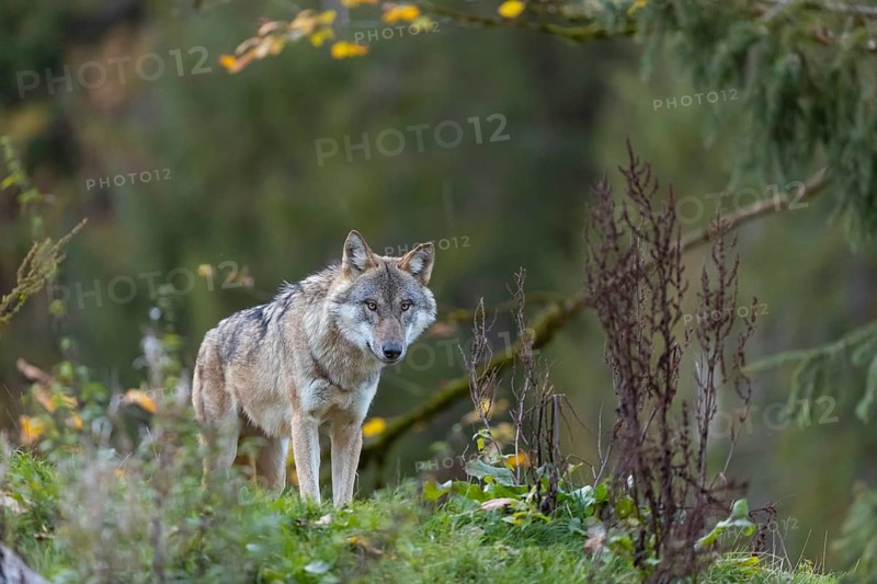 One eurasian gray wolf (Canis lupus lupus) standing on a hill, observing the area. A green forest in the background