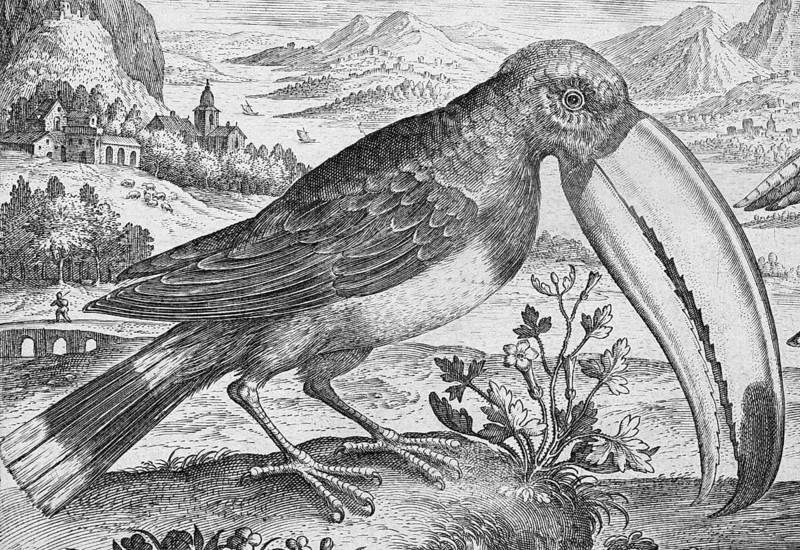 Toucan (Ramphastidae) in front of a mountain landscape, copperplate engraving by Adriaen Collaert, from Avium Vivae Icones, the series of birds, around 1600, Antwerp