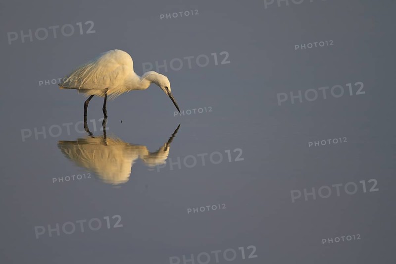 Little Egret (Egretta garzetta) foraging, Mallorca, Spain