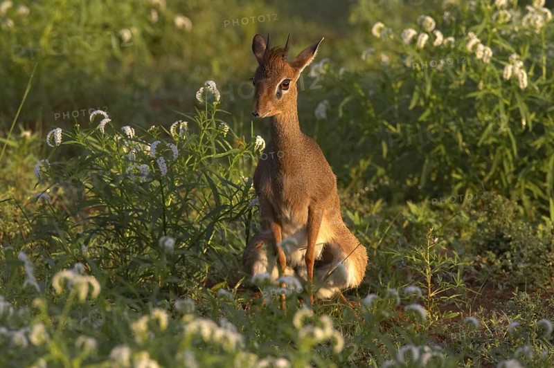Kirk's Dikdik (Madoqua kirkii) male marking territory by defecating, Samburu National Reserve, Kenya