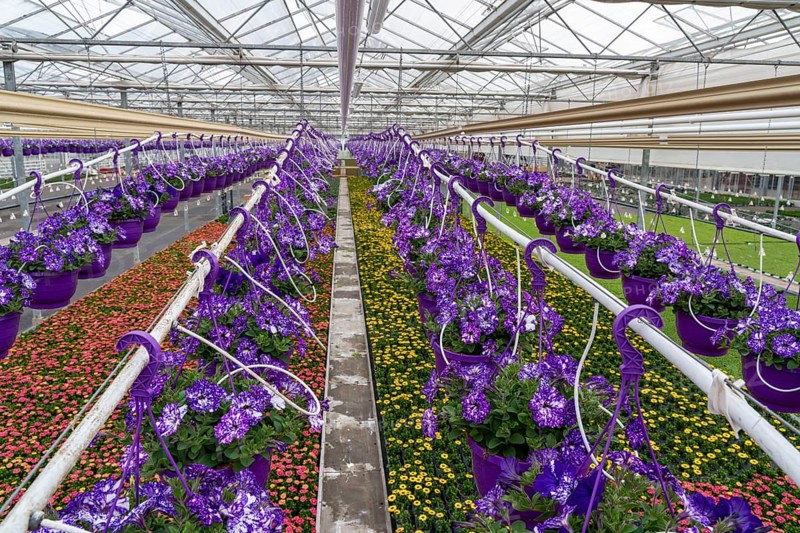 Horticulture company, flower pots, so-called petunia ampel, grow in a greenhouse, under the glass roof, until they have the right growth stage for retail, each pot is watered individually, by drip irrigation, in the bed on the ground grow Kapmargeriten, Osteospermum, Straelen, North Rhine-Westphalia, Germany