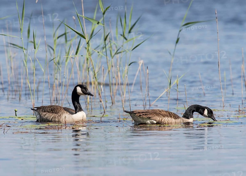Canada Geese (Branta canadensis), Sweden