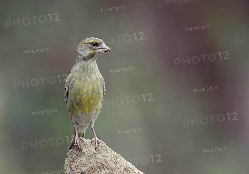 European Greenfinch (Chloris chloris), Lower Saxony, Germany