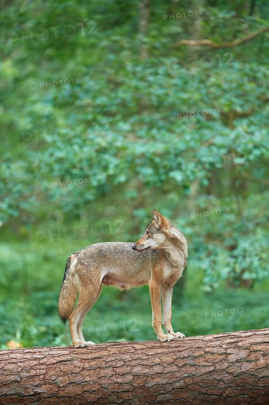 European gray wolf (Canis lupus), female standing on tree trunk in forest, Germany