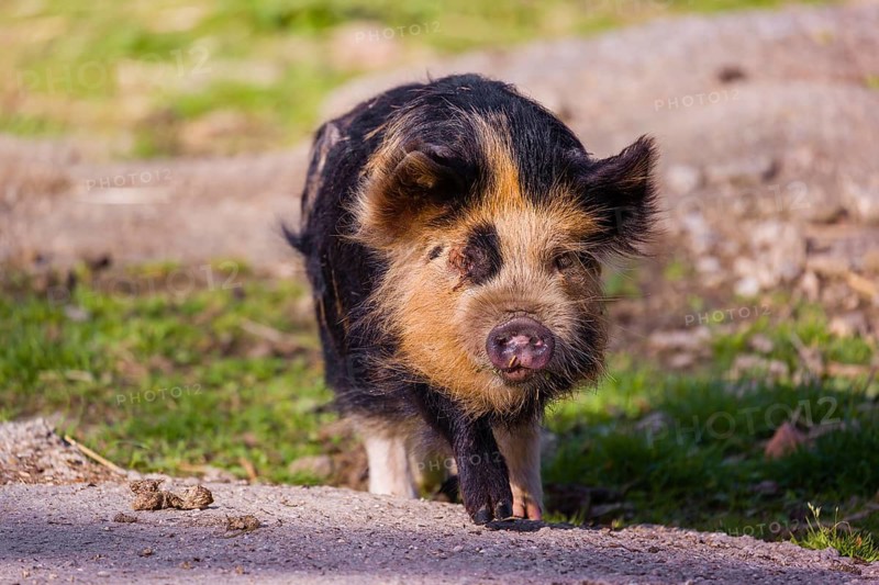Kunekune pig, sus scrofa domesticus, a domestic breed from New Zealand