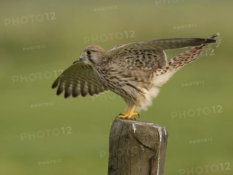 Common Kestrel (Falco tinnunculus), Utrecht, Netherlands