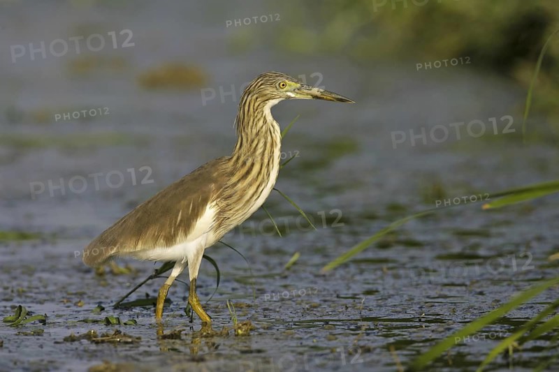Chinese Pond Heron (Ardeola bacchus), Thailand