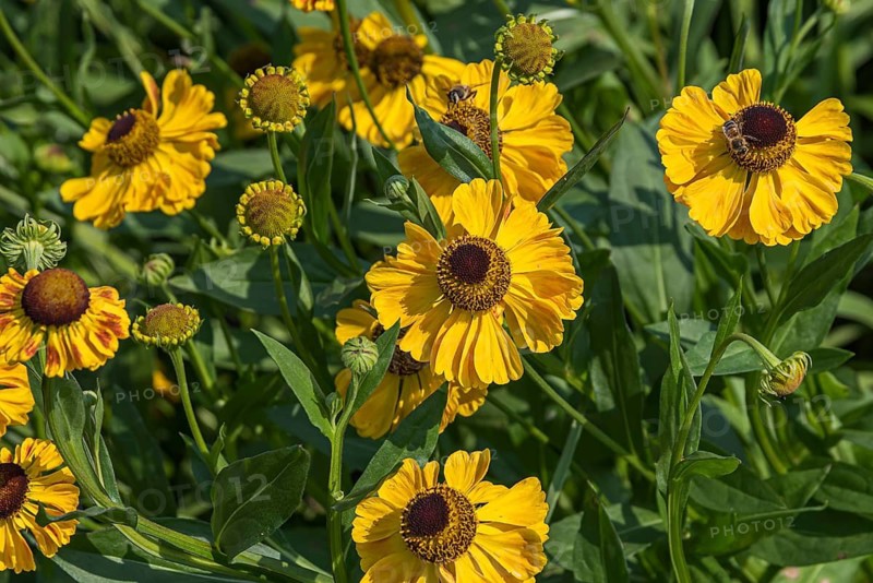 Sunflower (Helenium 'El Dorado'), Kwekerij De Hessenhof, Netherlands