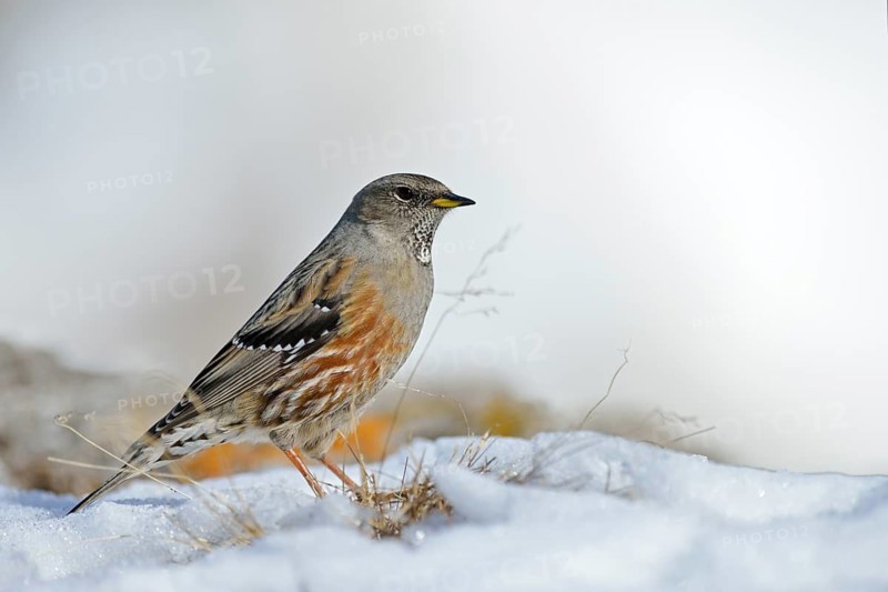 Alpine Accentor (Prunella collaris), Valais, Switzerland