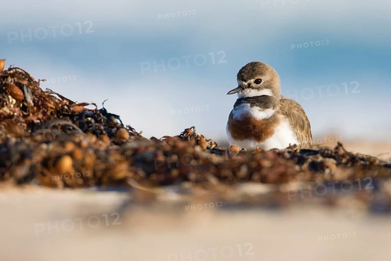 Double-banded Plover (Charadrius bicinctus) on beach, Victoria, Australia