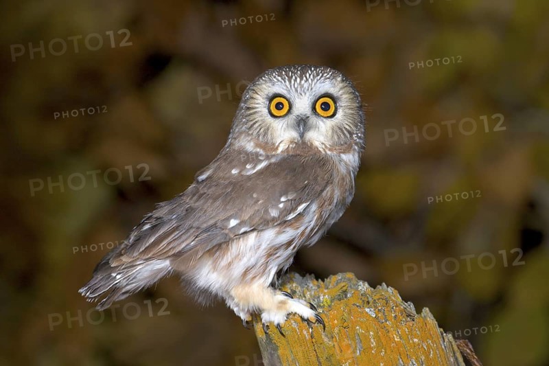 Northern Saw-whet Owl Aegolius acadicus Duluth, Minnesota, United States 19 October Adult Strigidae