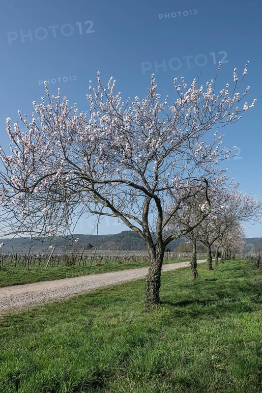 Almond blossom (Prunus dulcis), Rhineland-Palatinate, Germany