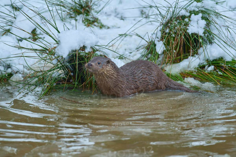 European otter (Lutra lutra), in winter, captive, Germany