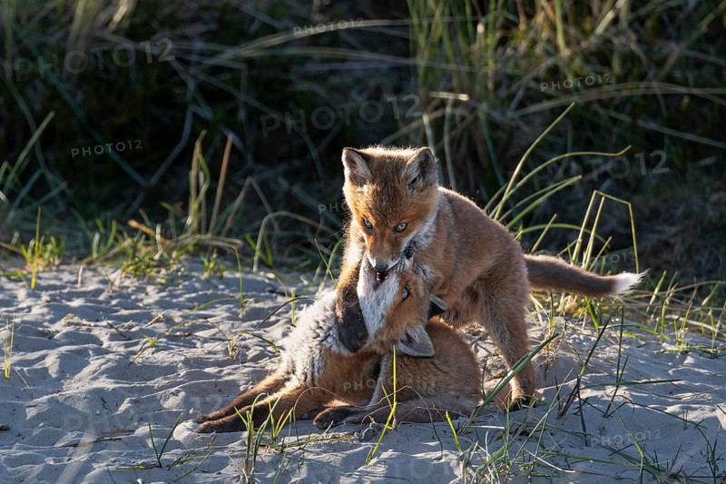 Two red fox pups (Vulpes vulpes) tussling in the light of the evening sun, raising cubs, animal children, cute, playful, wrestling, May, Denmark