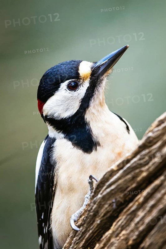 Portrait of Male of Great Spotted Woodpecker, Dendrocopos major, bird in forest at winter sun